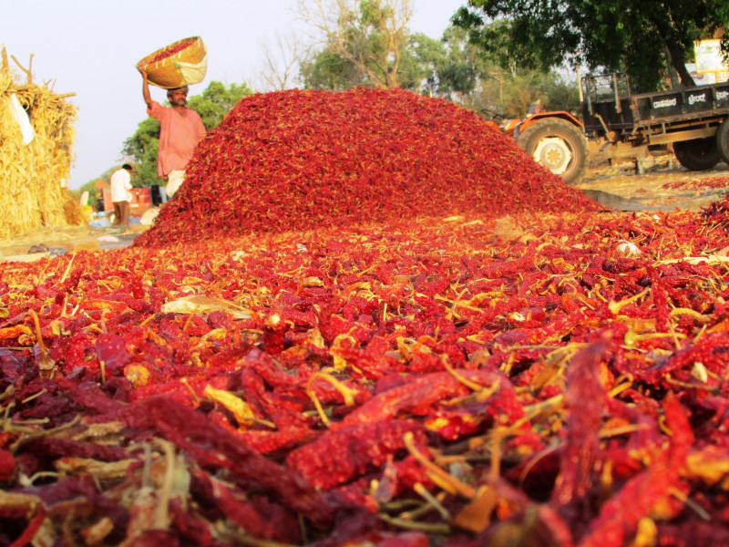 Mystic Journeys, Chillies Rajasthan, India