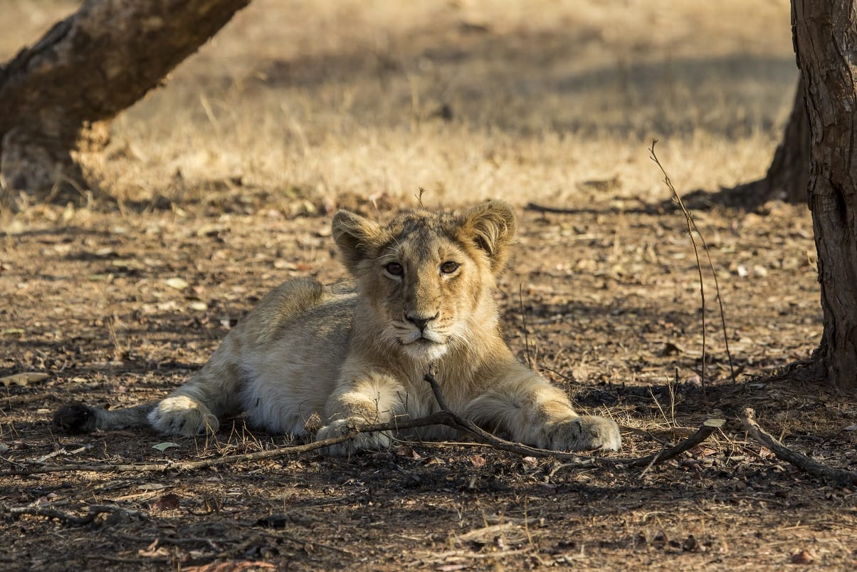 Leone asiatico Gujarat