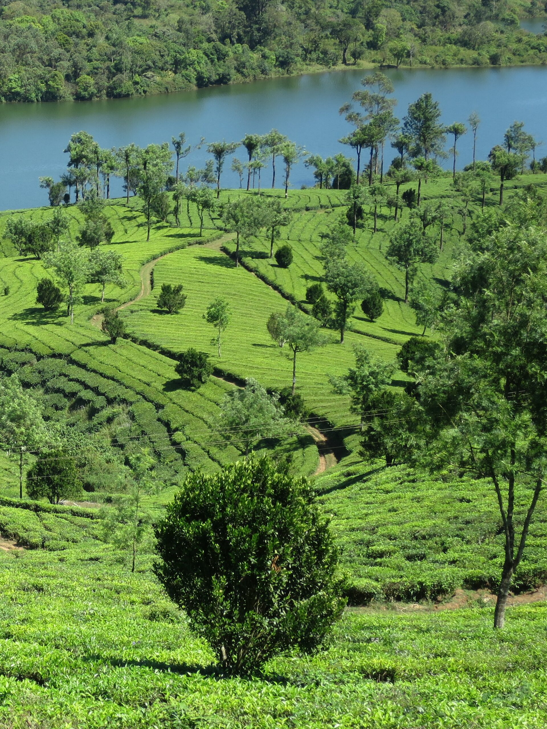 Munnar - colline di tè.